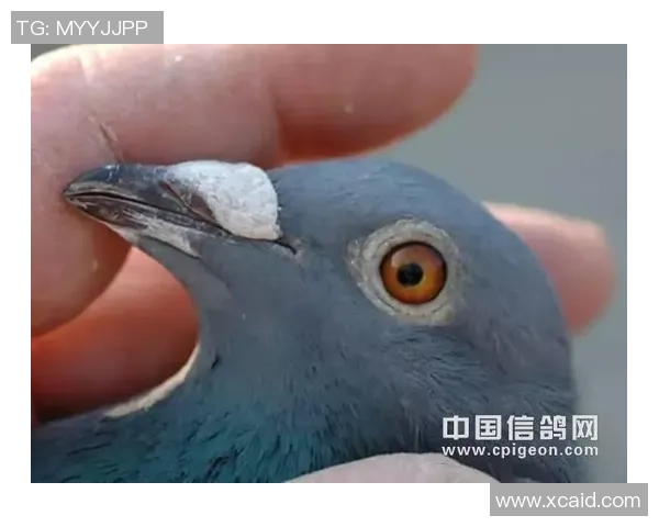 鸽子在足球场上的奇妙冒险与友谊的传递